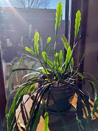 انتقال گیاه از نور مصنوعی به نور طبیعی -